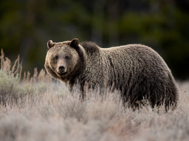 Some Bear Facts That Could Help Prevent Human Strokes