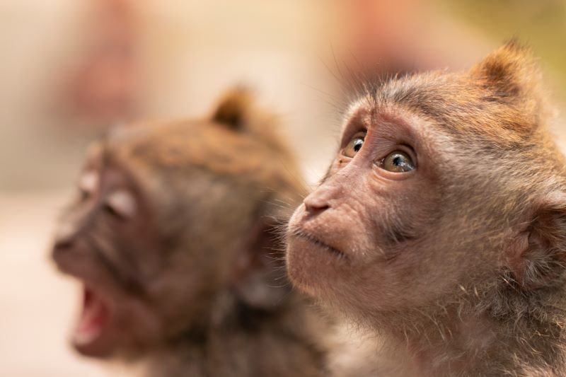 Monkey Given Gene-Edited Pig Kidney Still Alive Two Years Later