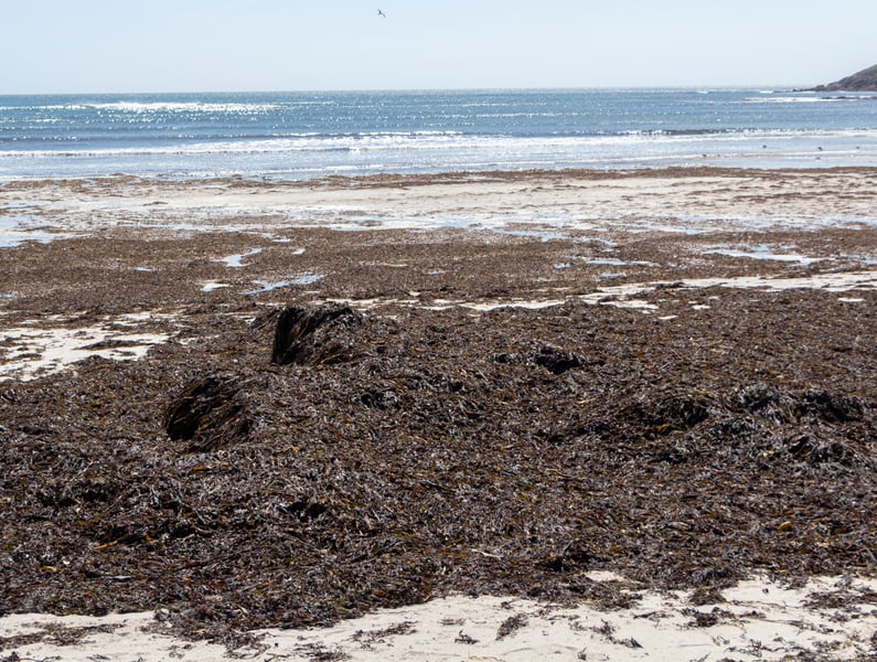Huge Mass of Sargassum Seaweed Is Targeting Florida's Coast, With Hazards to Health