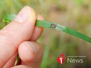 AHA News: This Tick Season, Beware the Tiny Bugs That Can Carry Lyme Disease – a Danger to the Heart