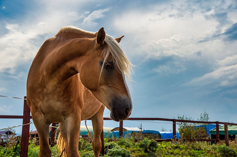 PFAS 'Forever Chemicals' Found in Blood of Pet Dogs, Horses