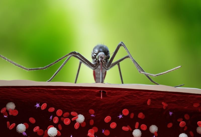 Cache Valley Virus: Another Mosquito-Borne Illness Making Inroads in U.S.