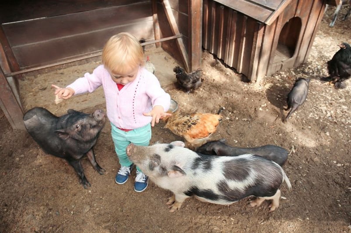 Disease Threat to People From Livestock MedNews