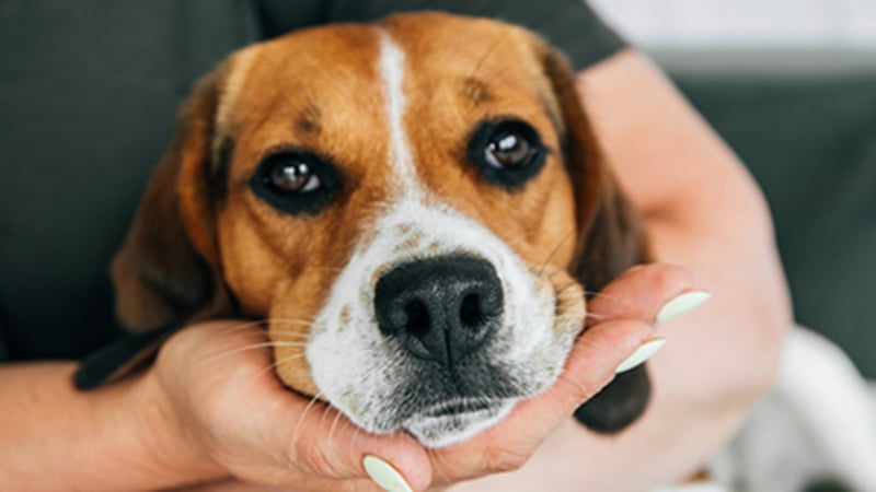 Pets Do Not Improve the Well-Being of People with Severe Mental Health Disorders, Study Finds